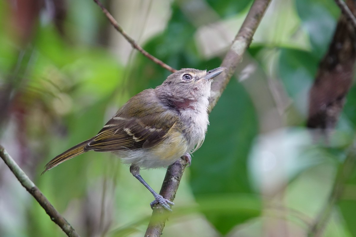 Vireo Ojiblanco - ML621717389