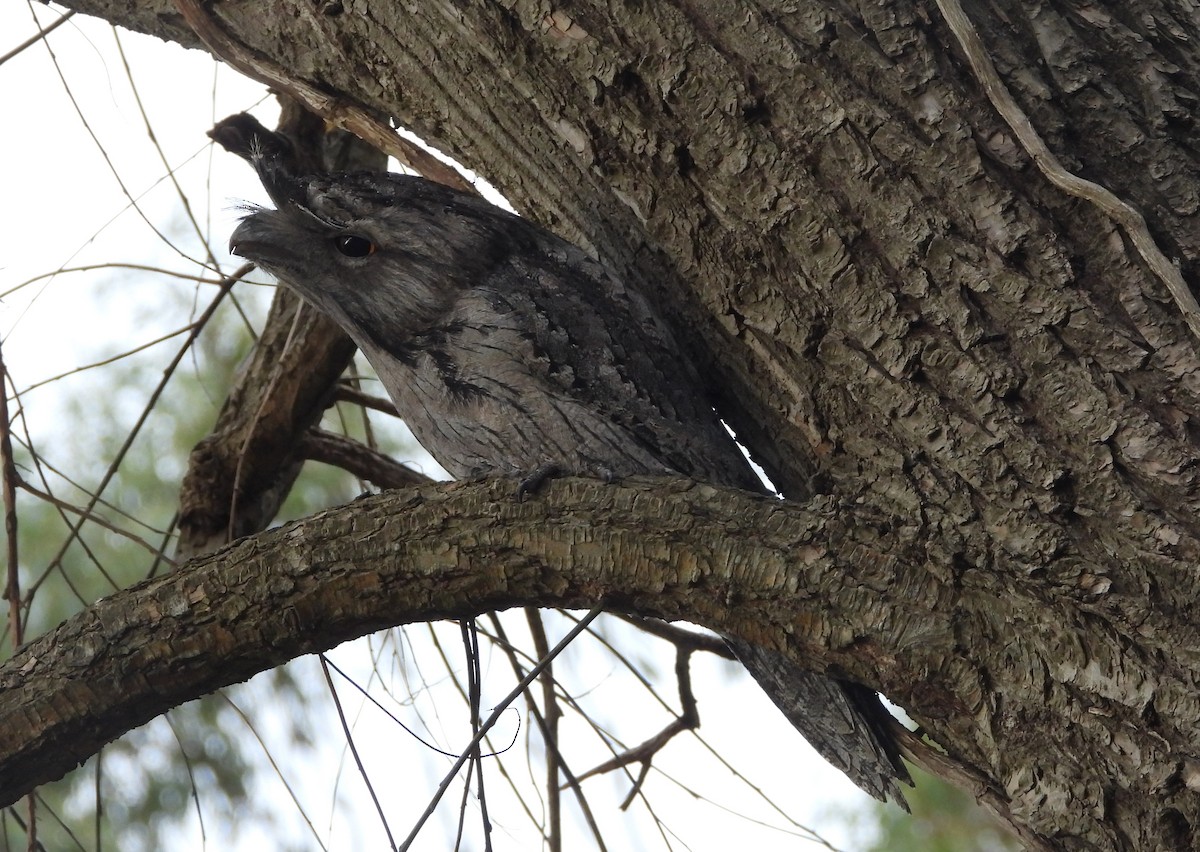 Tawny Frogmouth - ML621717390