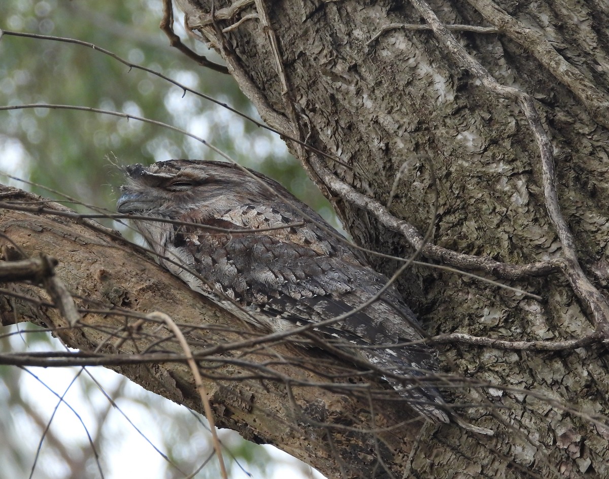 Tawny Frogmouth - ML621717399