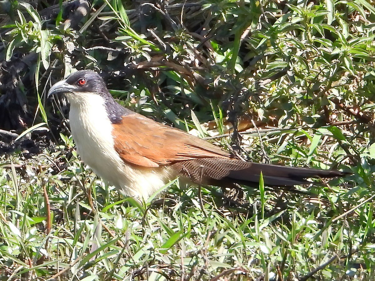 Coppery-tailed Coucal - ML621717422