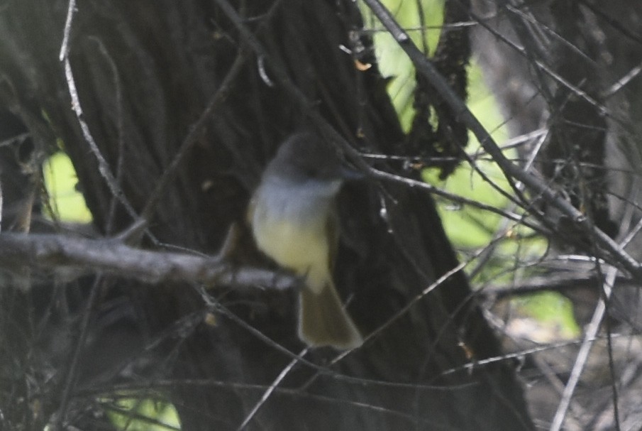 Dusky-capped Flycatcher - ML621717472