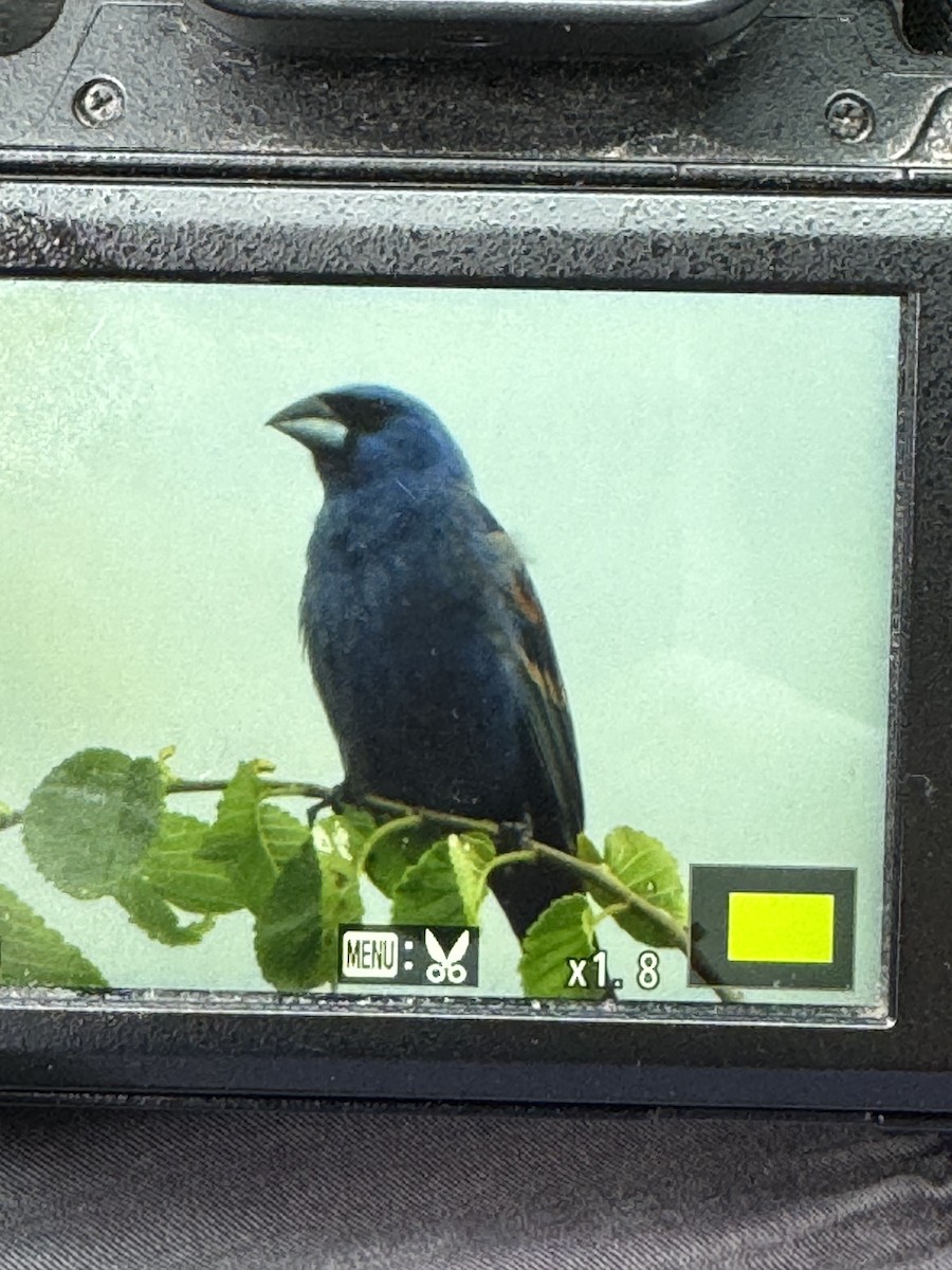 Blue Grosbeak - ML621717528