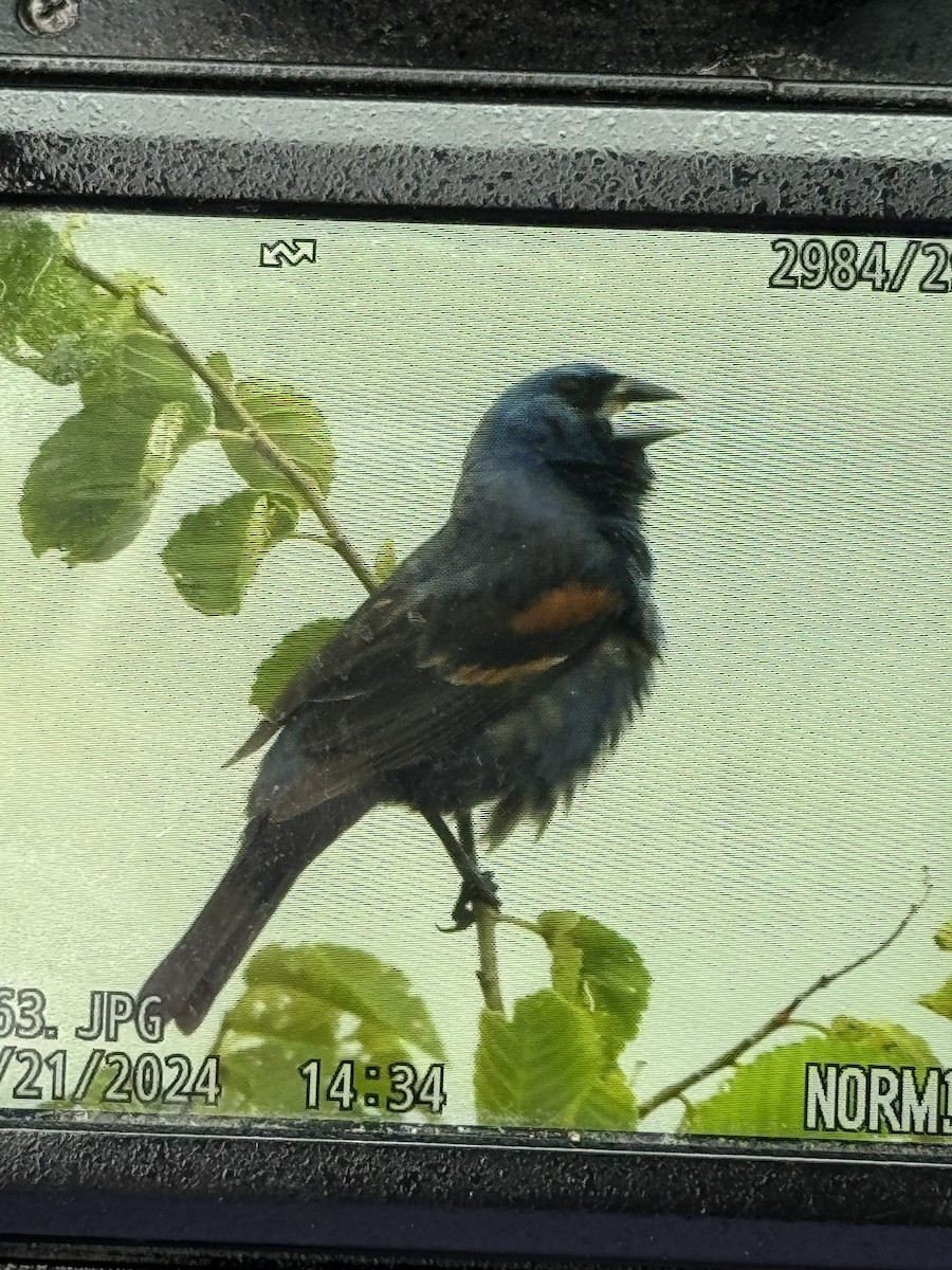 Blue Grosbeak - ML621717529