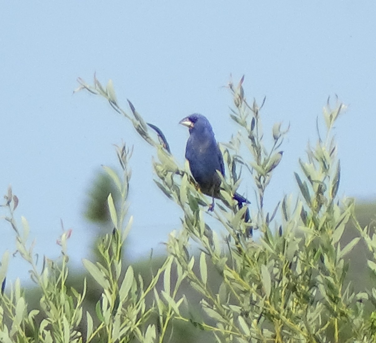 Blue Grosbeak - ML621717606