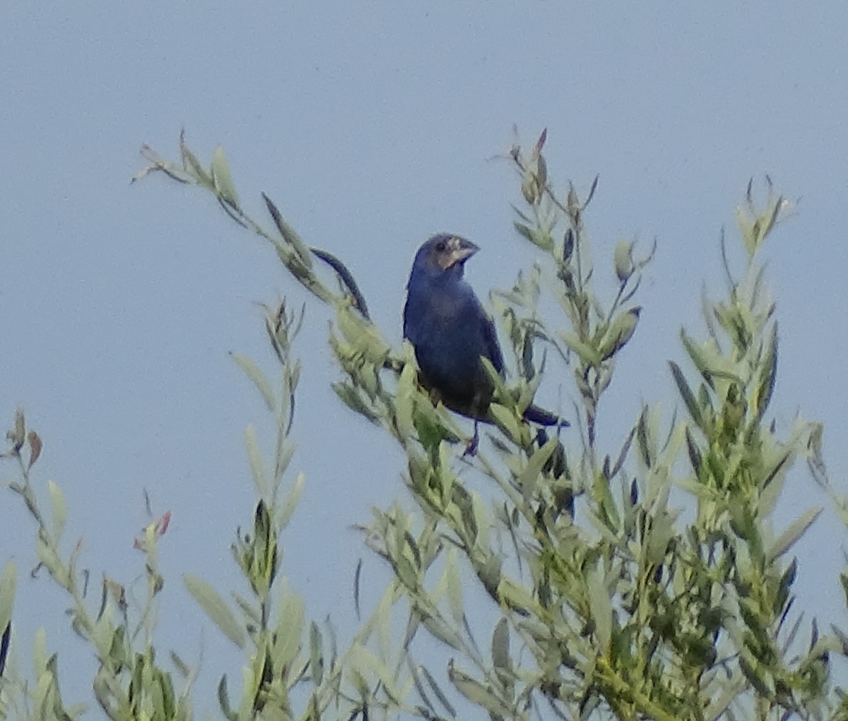 Blue Grosbeak - ML621717609