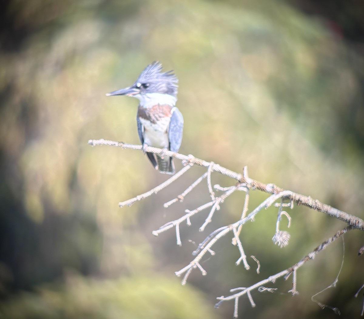Belted Kingfisher - ML621717644