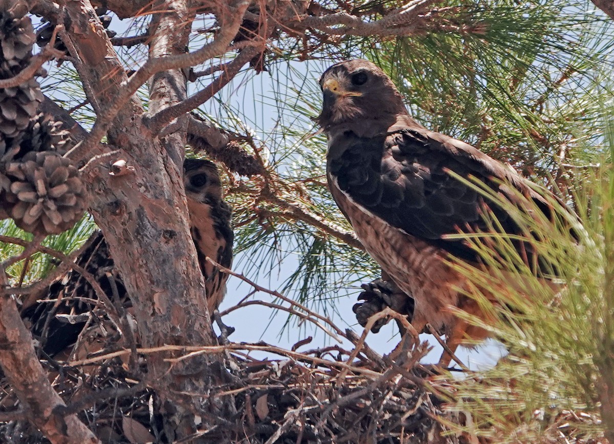 Swainson's Hawk - ML621717777