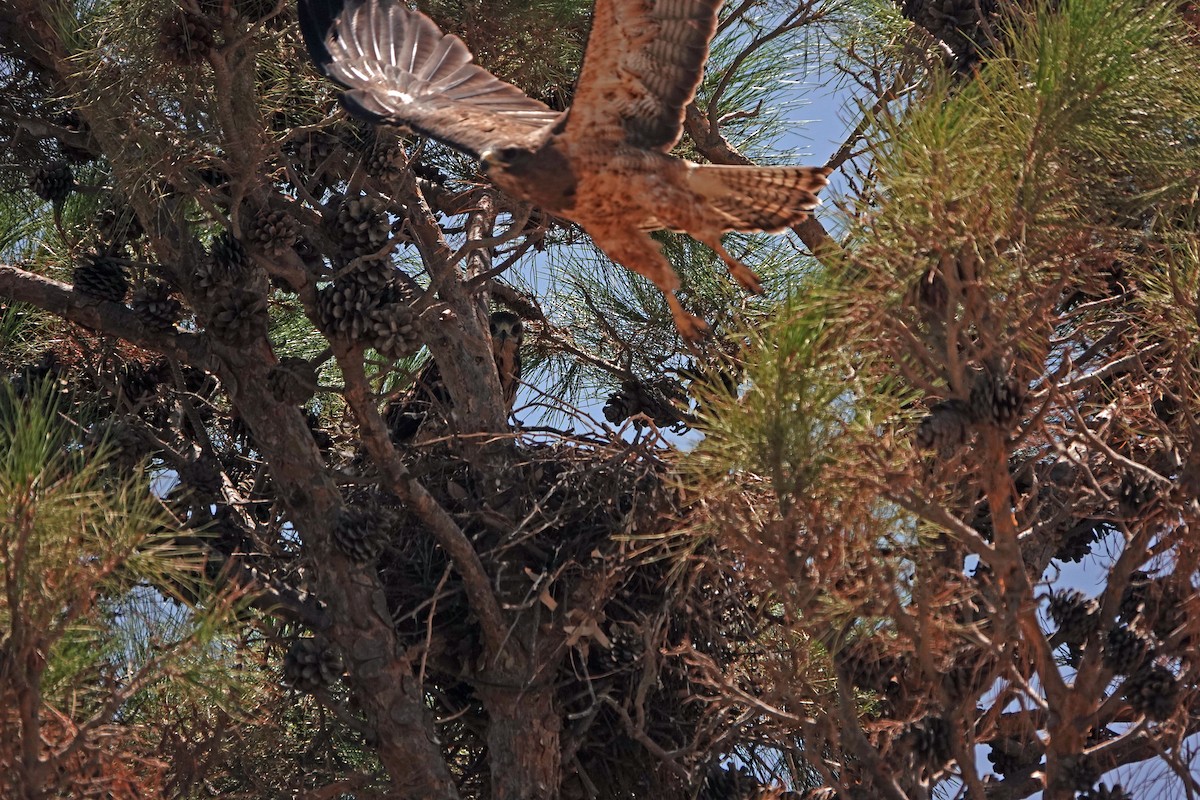 Swainson's Hawk - ML621717789