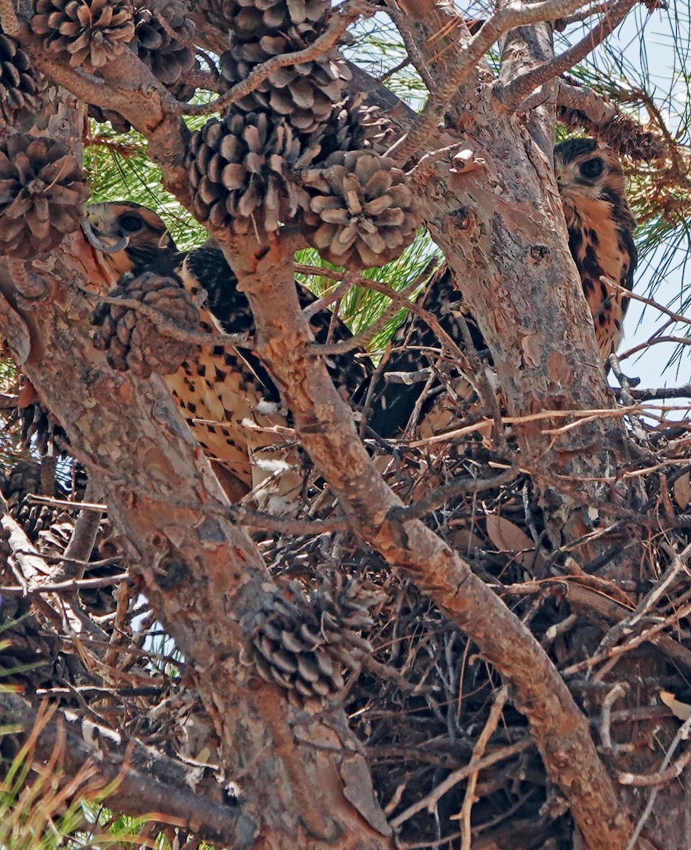 Swainson's Hawk - ML621717802