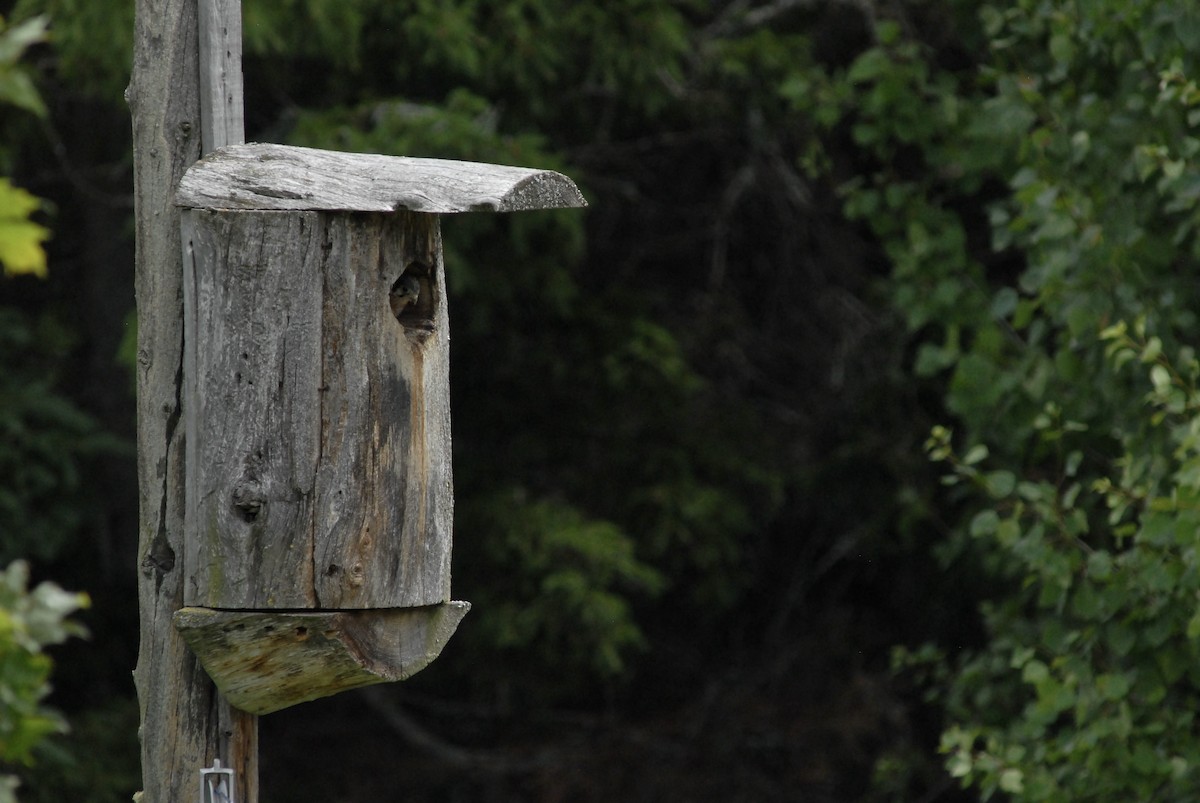 American Kestrel - ML621717811