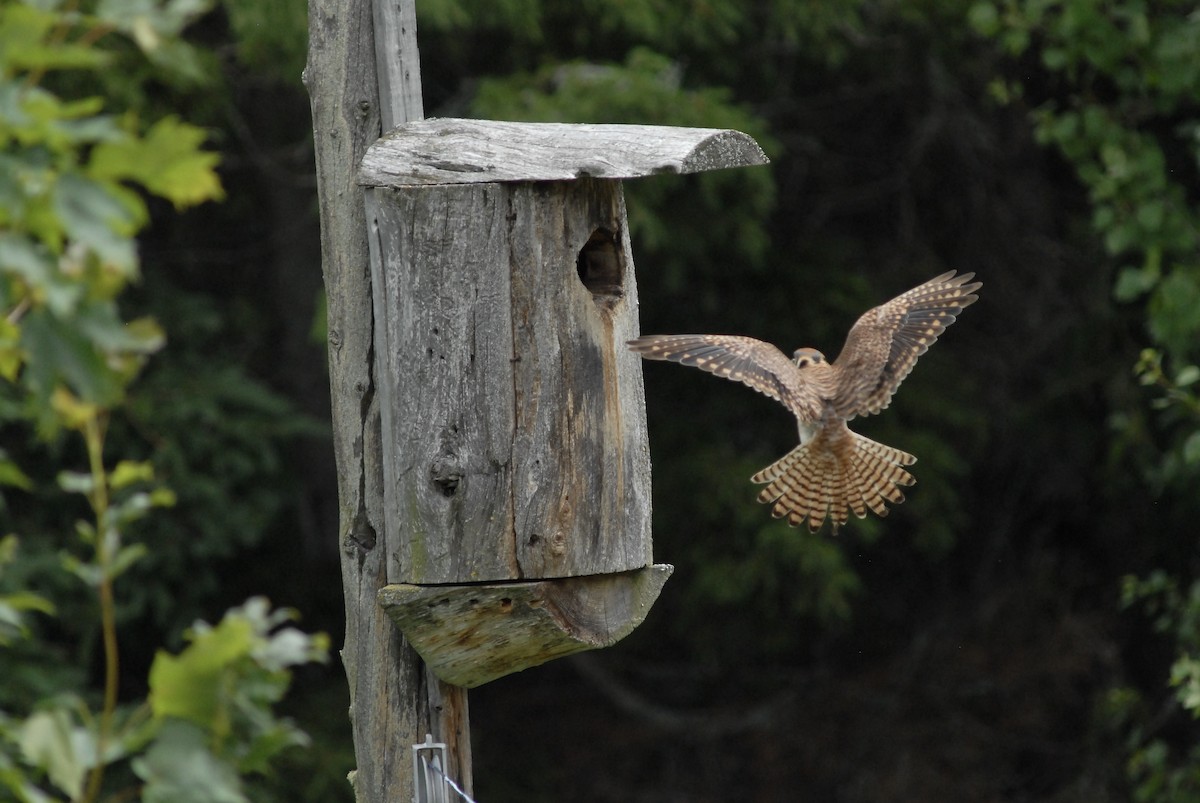 American Kestrel - ML621717846