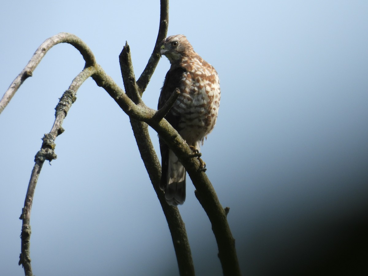 Broad-winged Hawk - Brian Beauchene