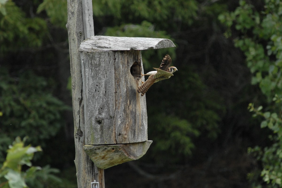 American Kestrel - ML621717898