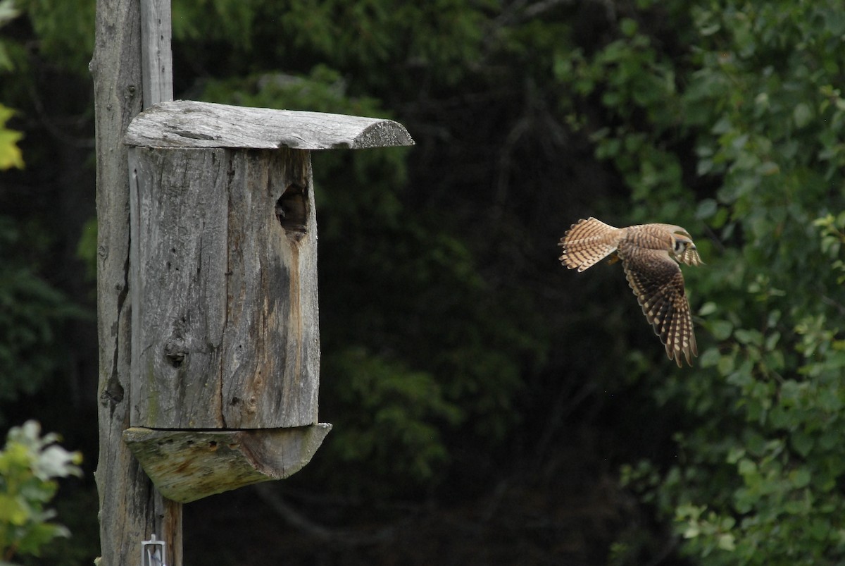 American Kestrel - ML621717916