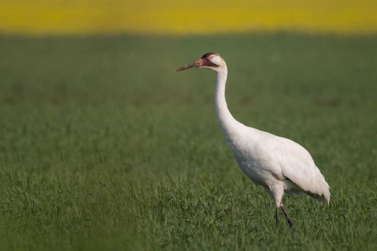 Whooping Crane - ML621717963