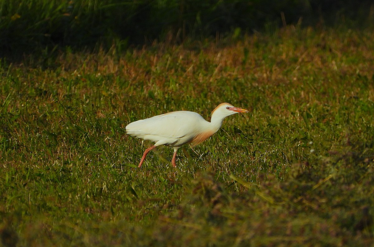 Western Cattle Egret - ML621718061