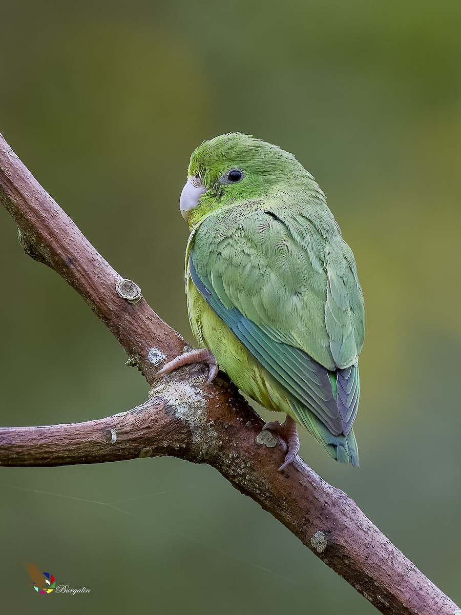 Spectacled Parrotlet - ML621718077