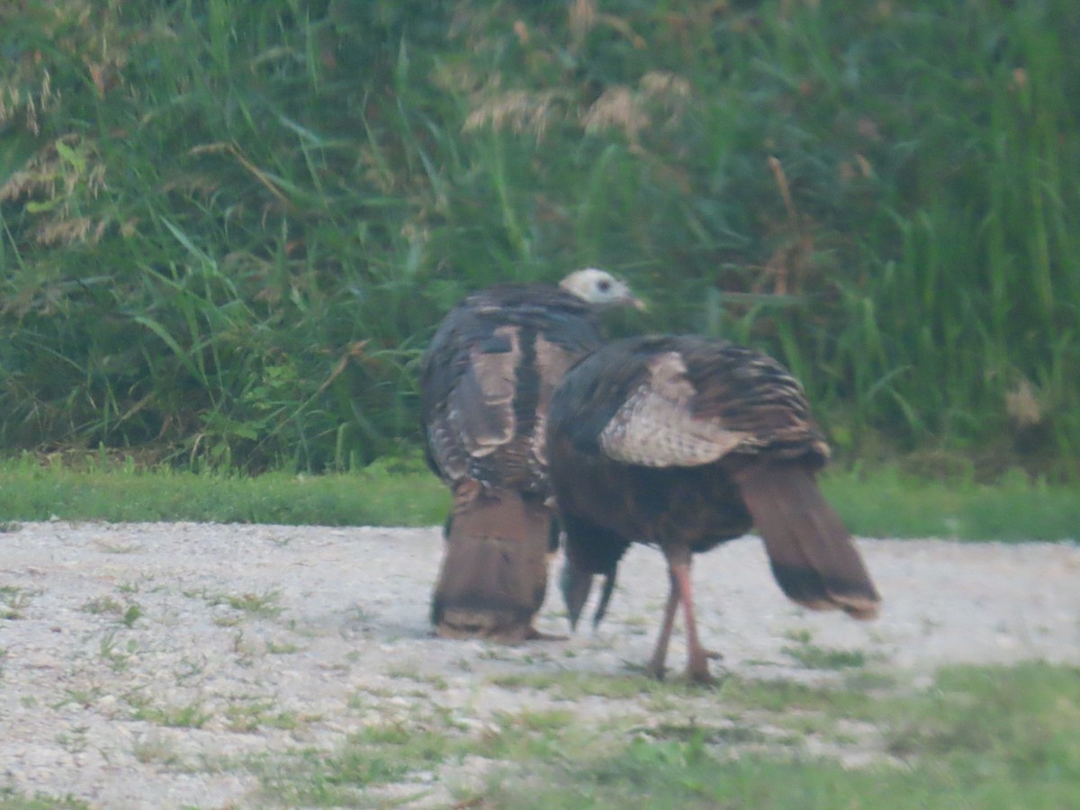 Wild Turkey - ML621718091