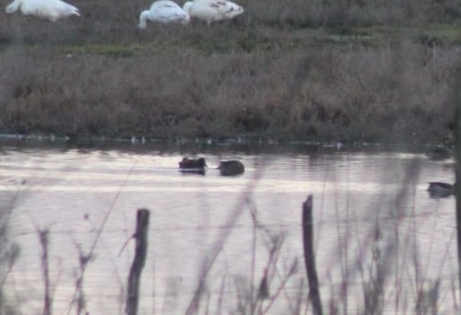 Rosy-billed Pochard - ML621718095