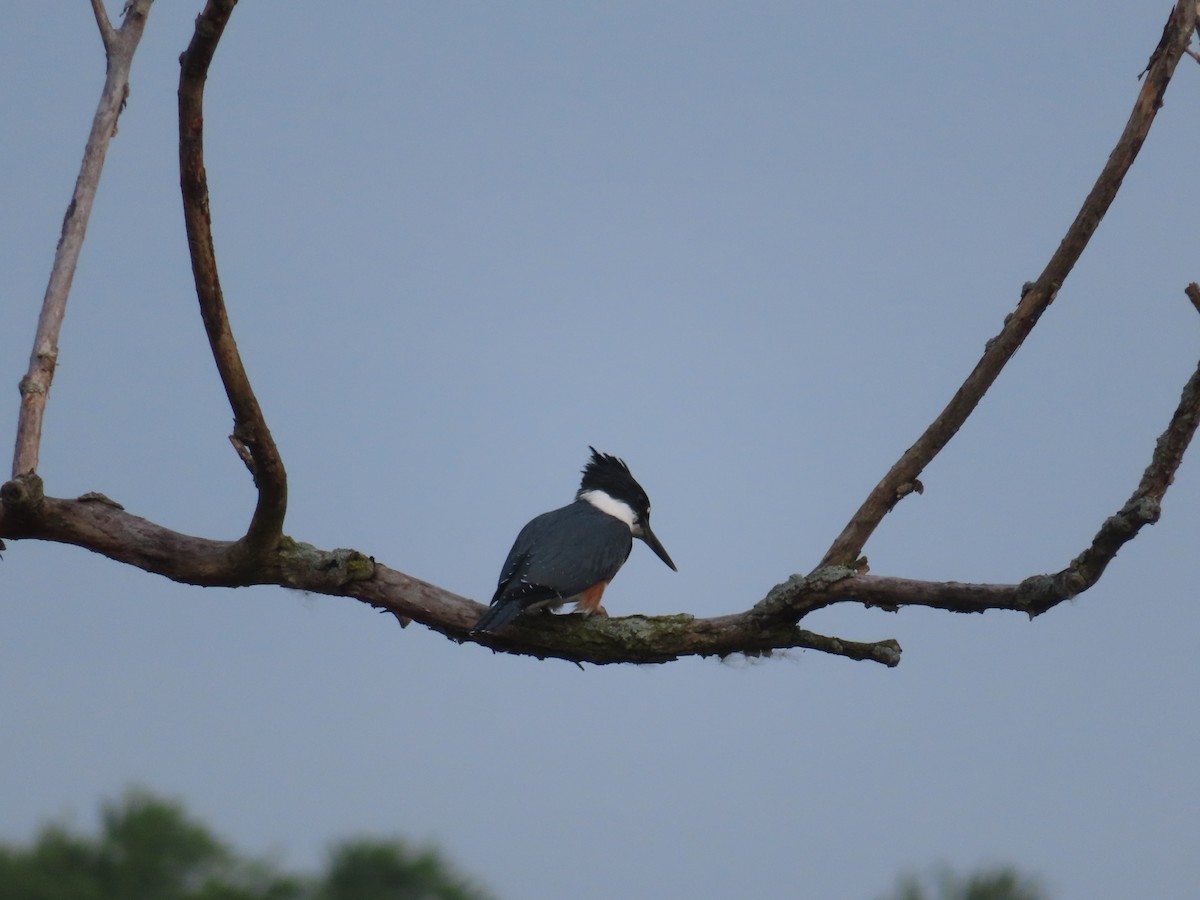 Belted Kingfisher - ML621718111