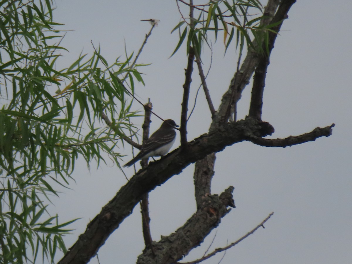 Eastern Kingbird - ML621718130