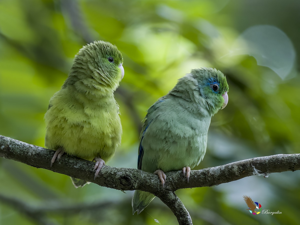 Spectacled Parrotlet - ML621718134