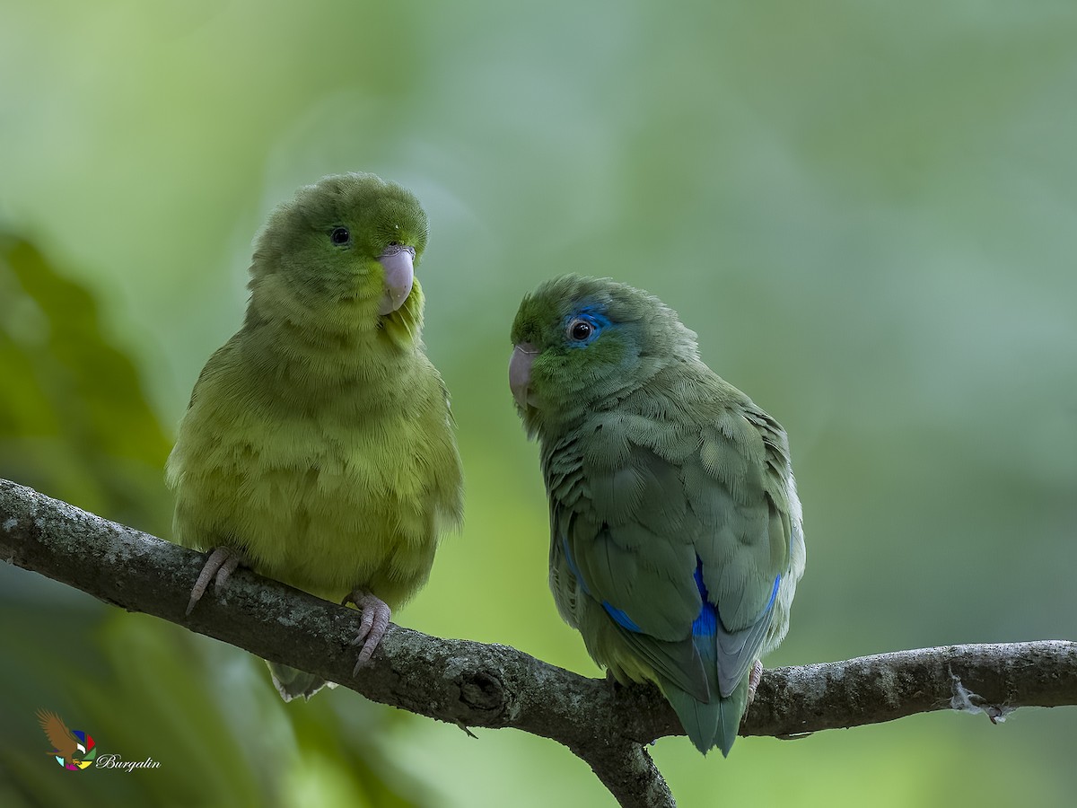 Spectacled Parrotlet - ML621718135