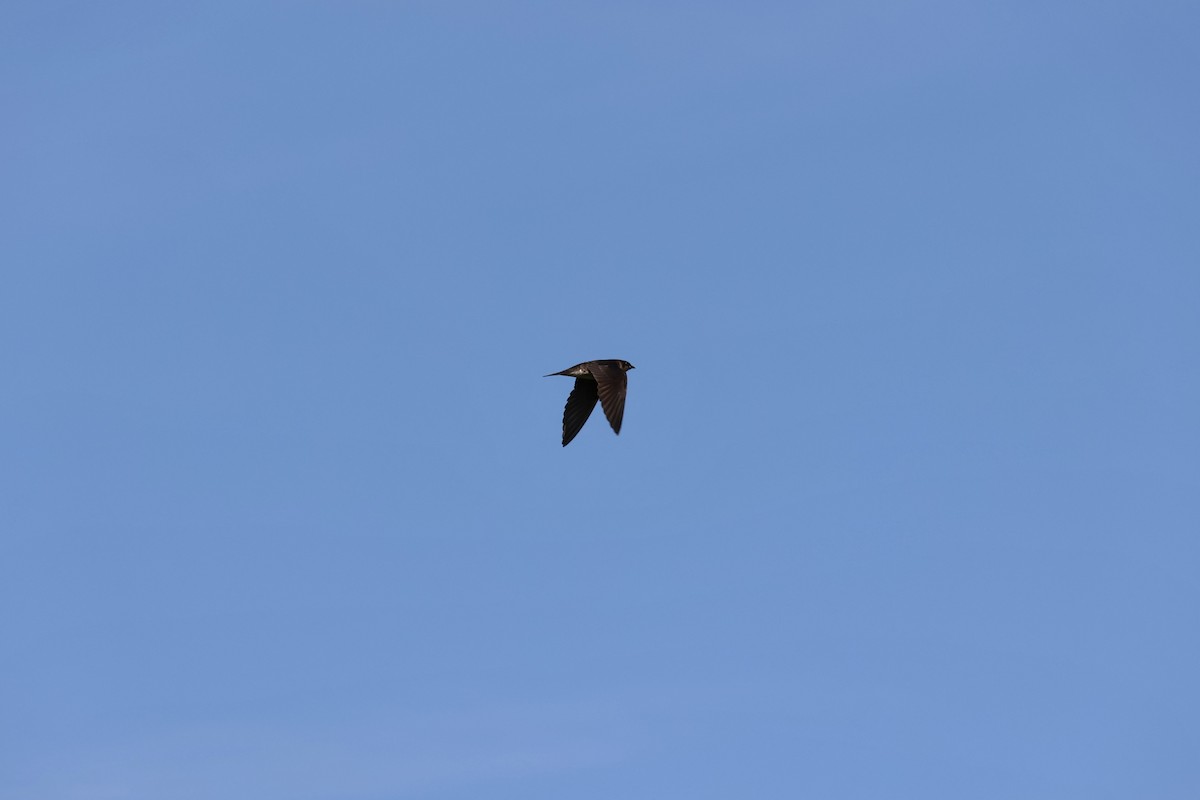 Purple Martin - ML621718306