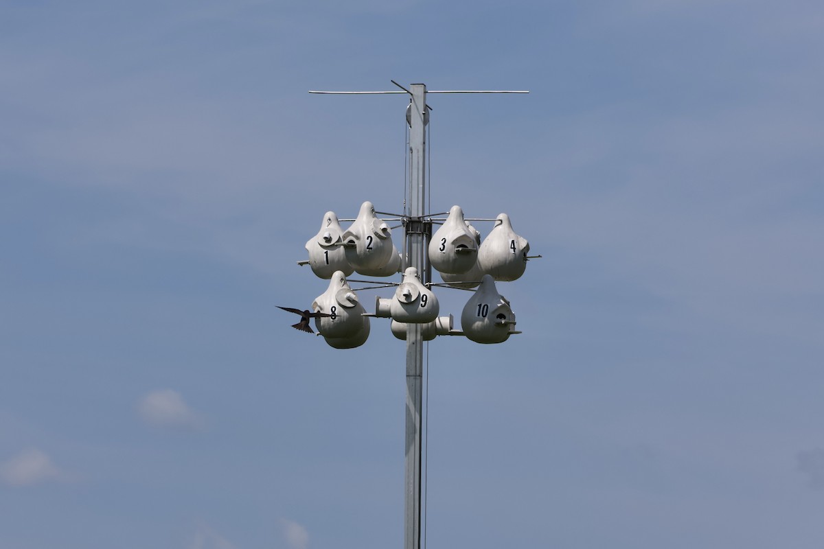 Purple Martin - ML621718307
