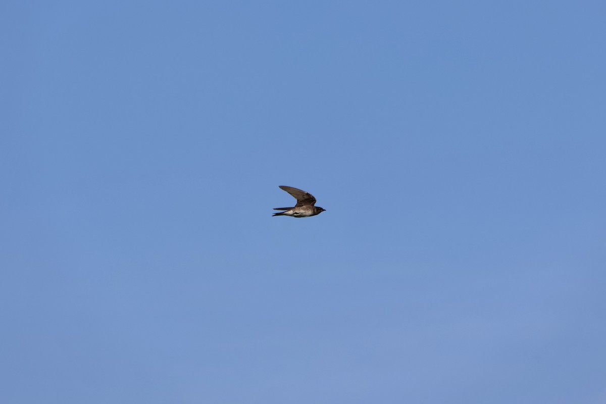 Purple Martin - ML621718308