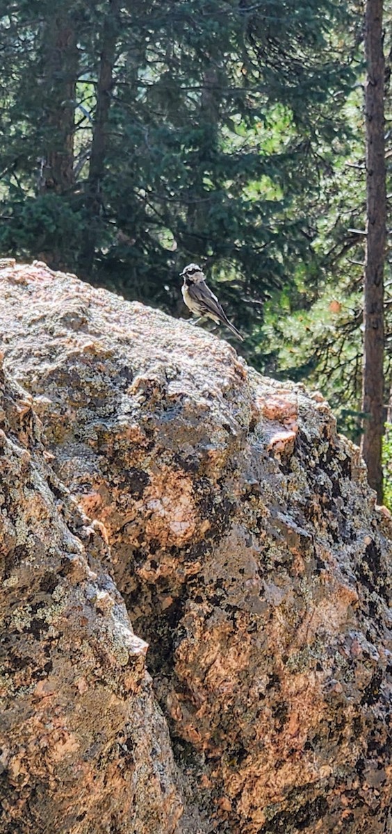 Mountain Chickadee - Emily S