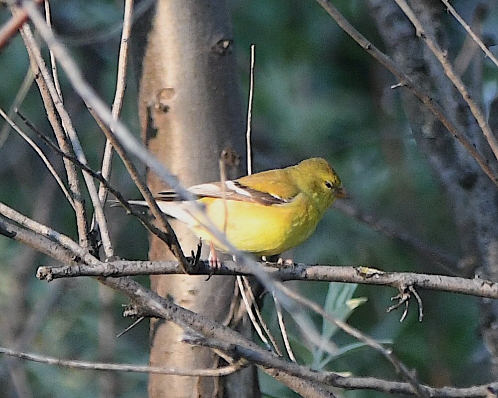 American Goldfinch - ML621718340