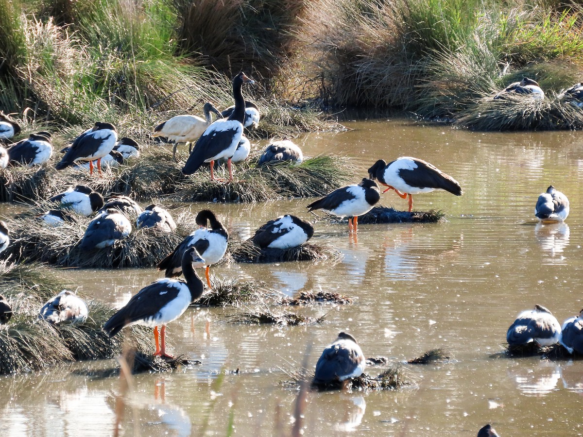 Magpie Goose - ML621718356