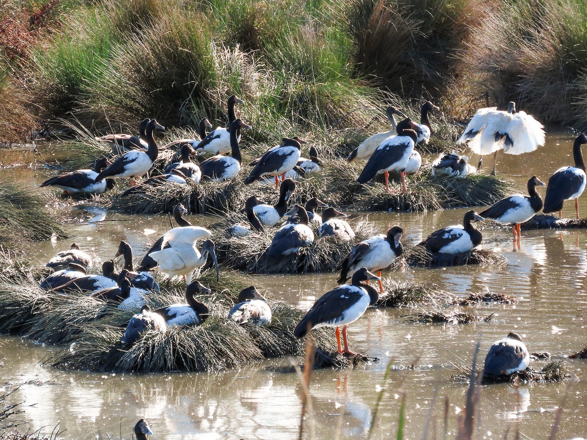 Magpie Goose - ML621718357