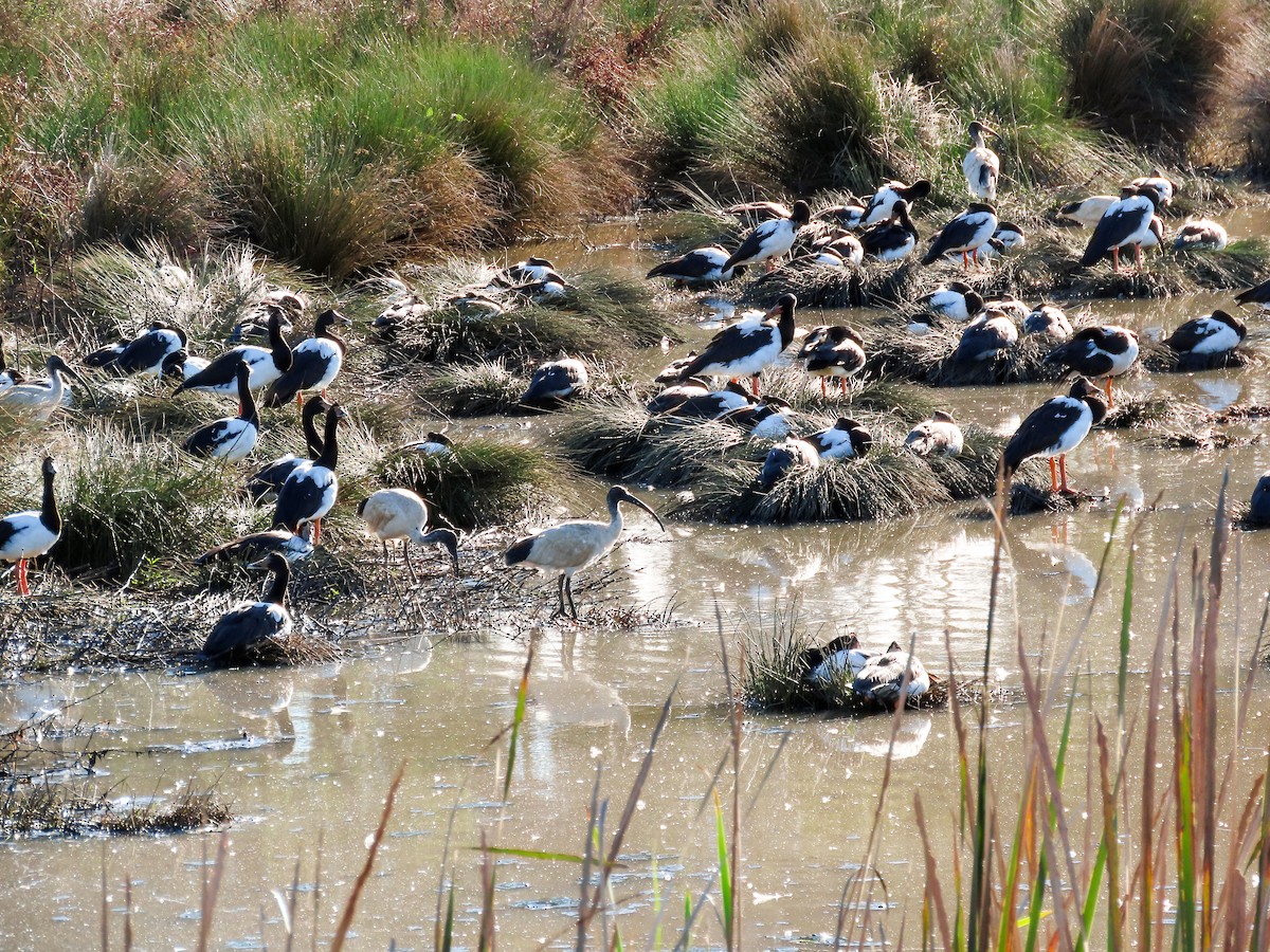 Magpie Goose - ML621718358