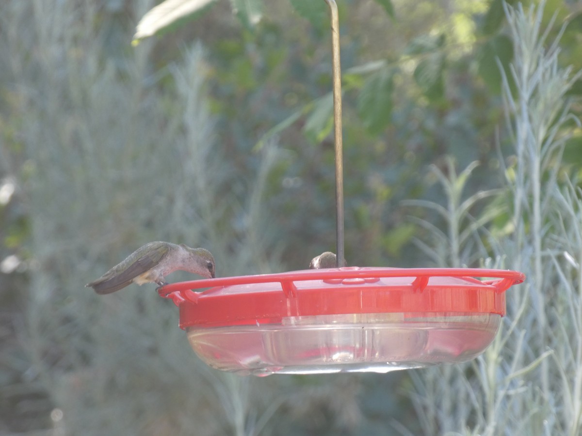 Kara Boğazlı Kolibri - ML621718363