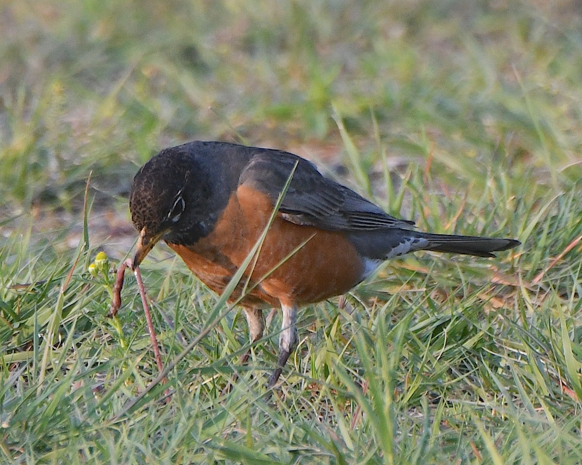 American Robin - ML621718411