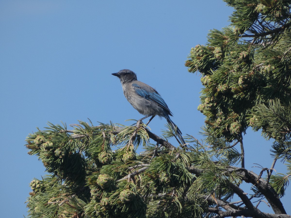 Woodhouse's Scrub-Jay - Riley Lawson