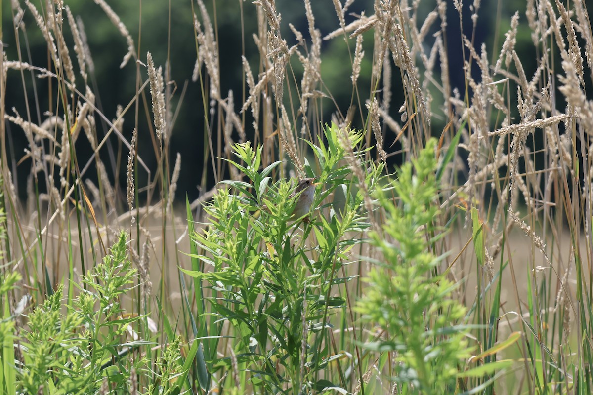 Sedge Wren - ML621718484