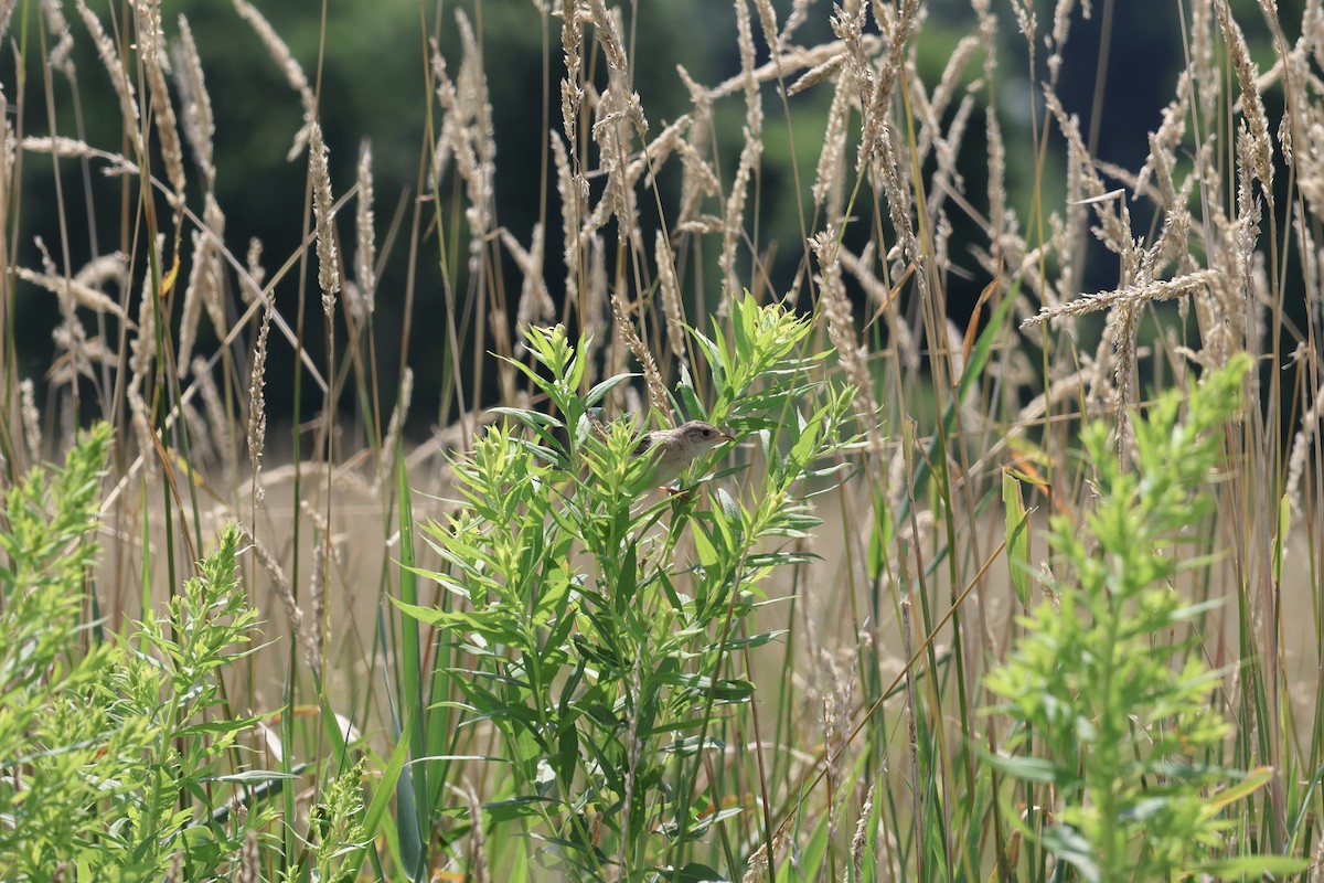 Sedge Wren - ML621718485