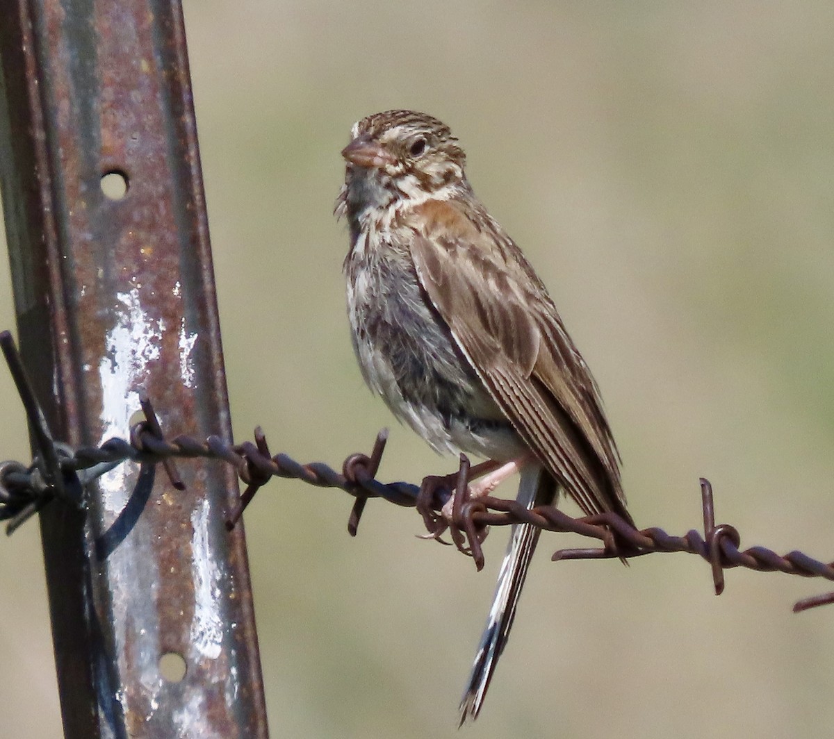 Vesper Sparrow - ML621718487