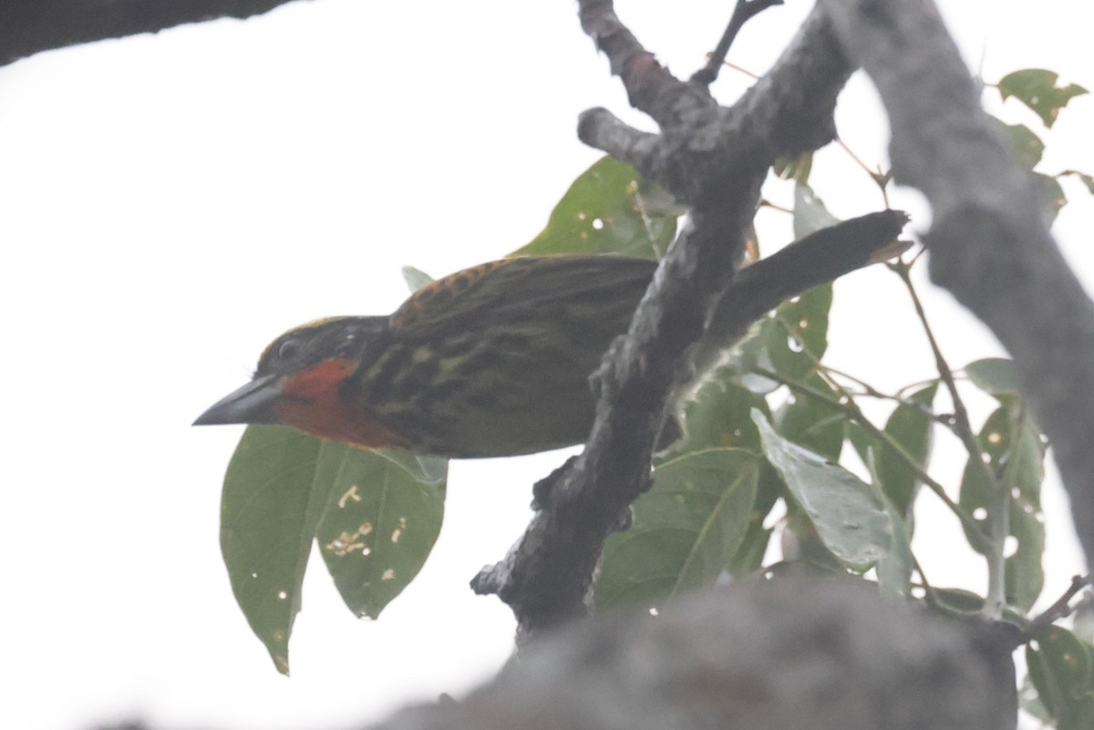 Gilded Barbet - ML621718528