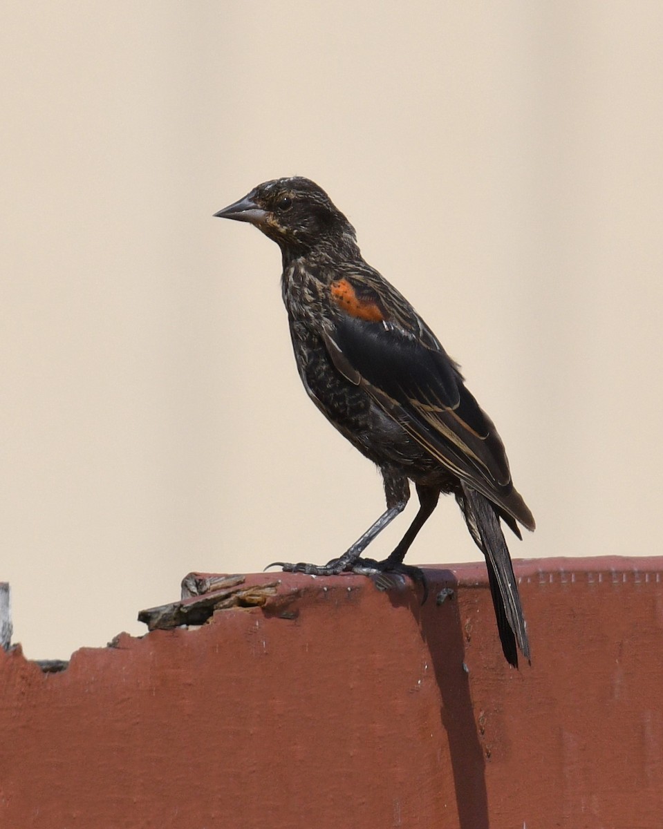 Red-winged Blackbird - ML621718565