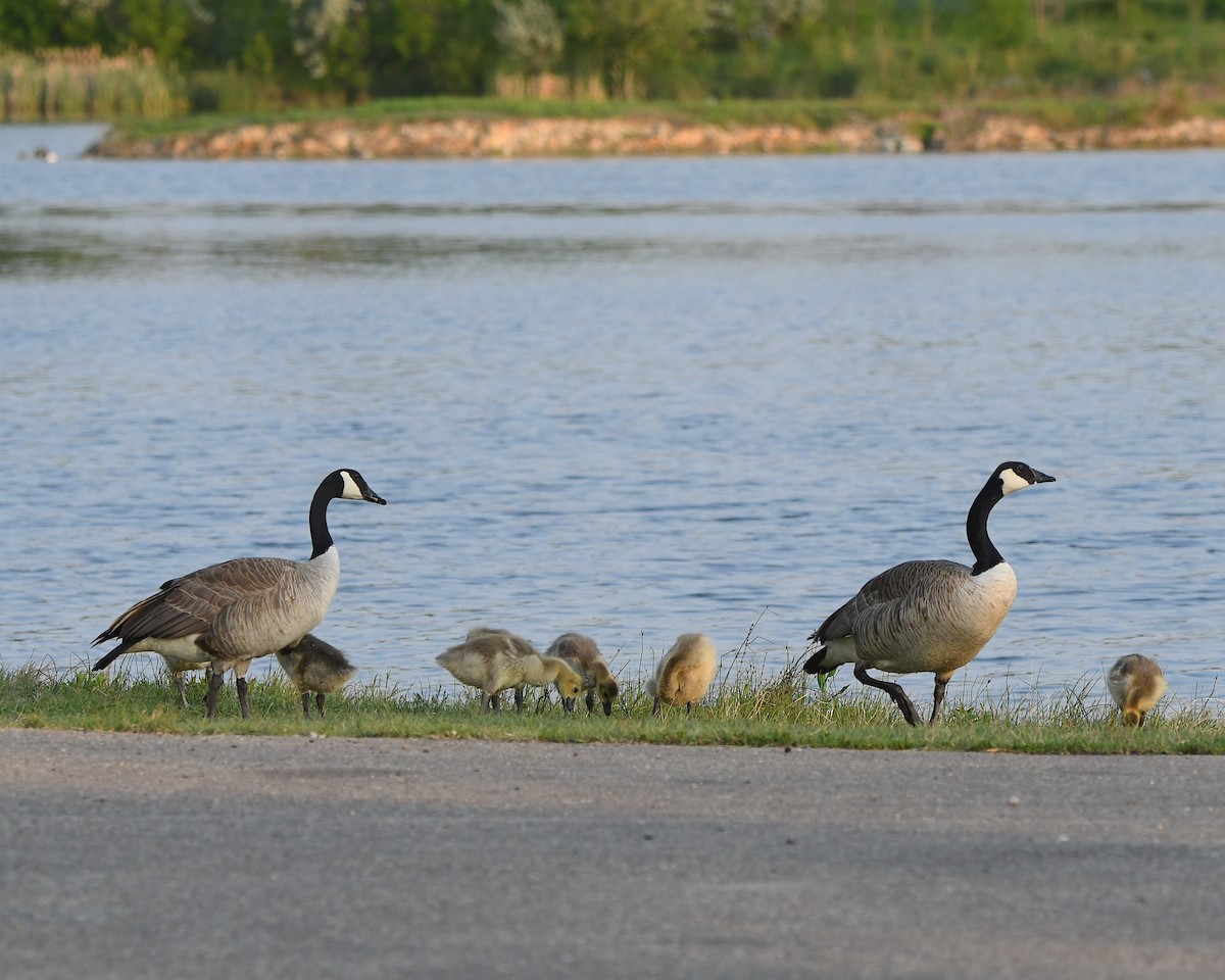 Canada Goose - ML621718581