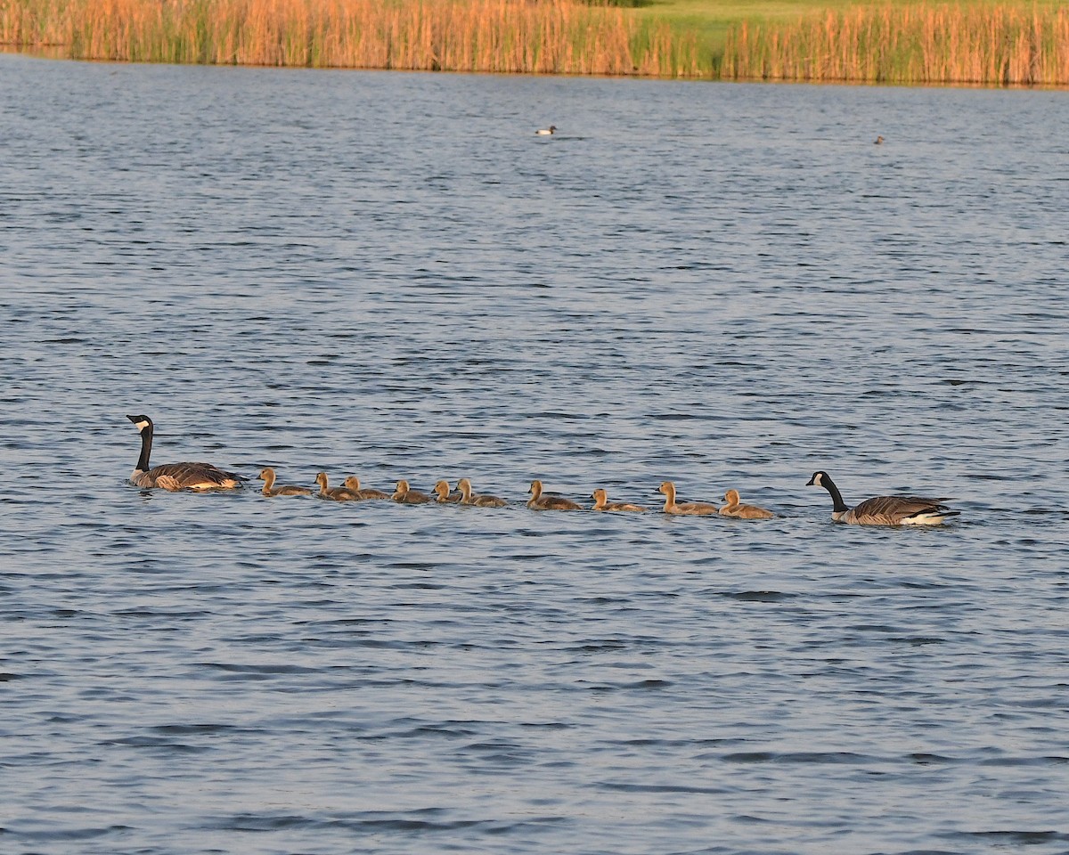 Canada Goose - ML621718641