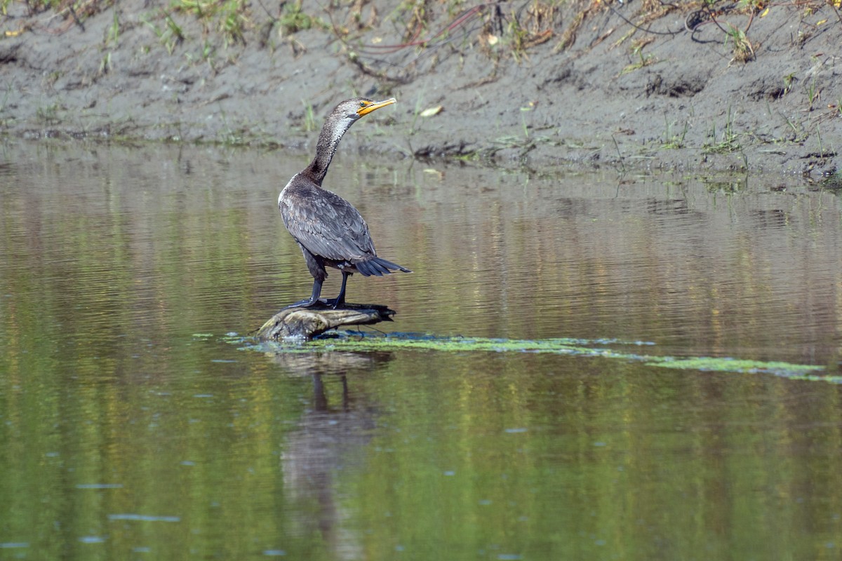 Double-crested Cormorant - ML621718643