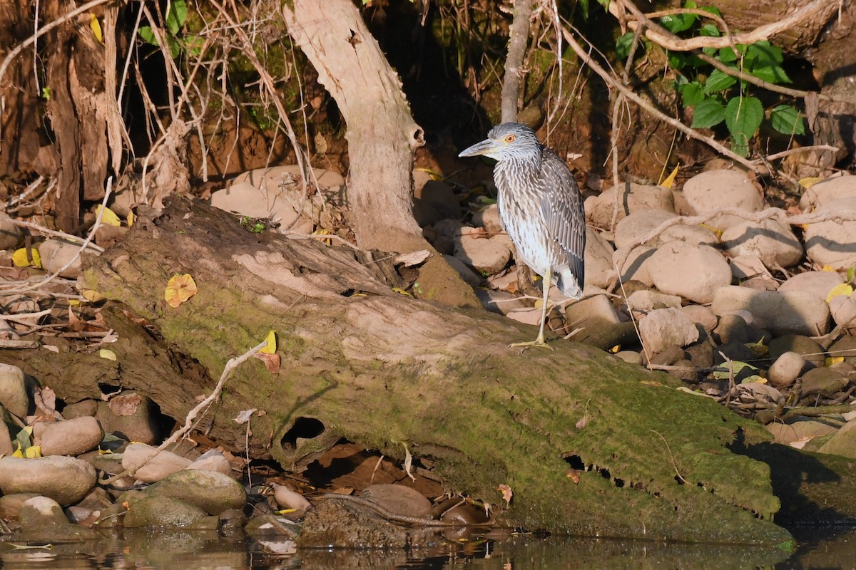 Yellow-crowned Night Heron - ML621718652