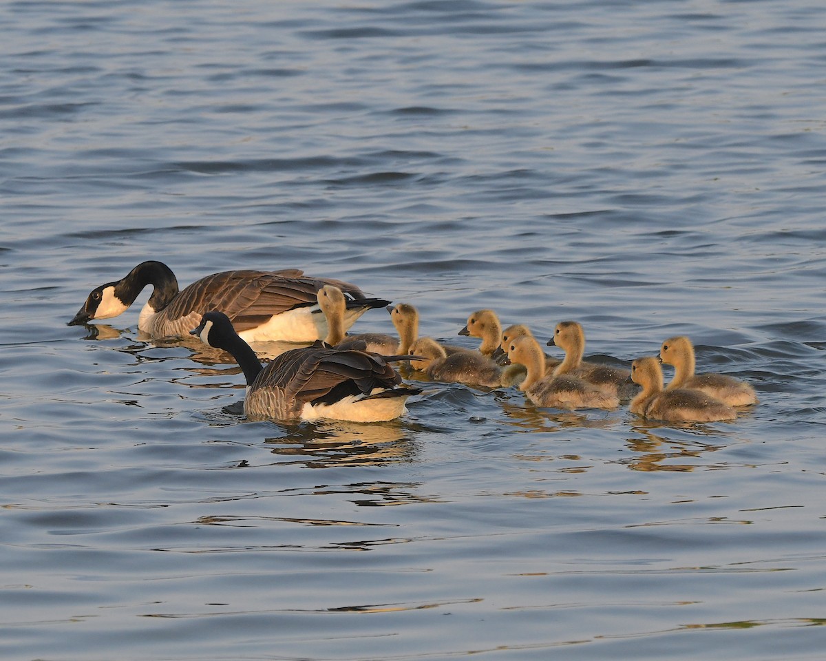 Canada Goose - ML621718698
