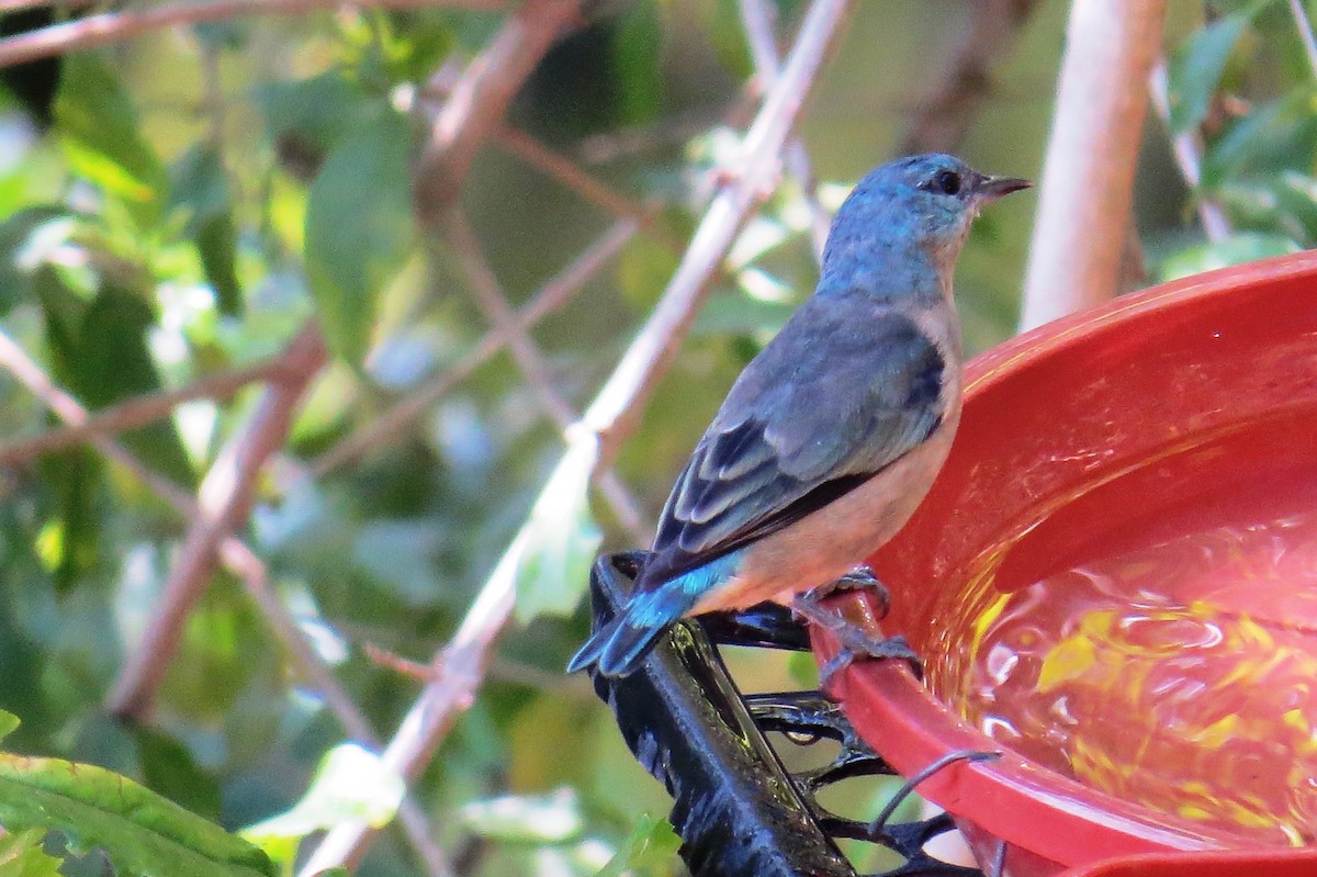 Black-legged Dacnis - ML621718712