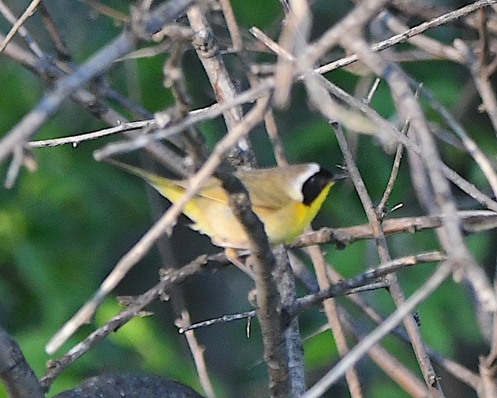 Common Yellowthroat - ML621718812